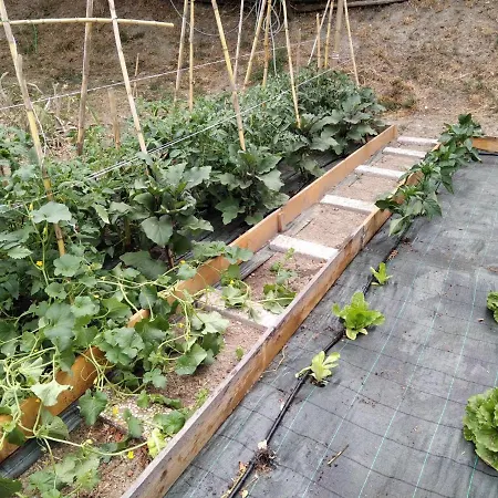 La Poderina * Cetona