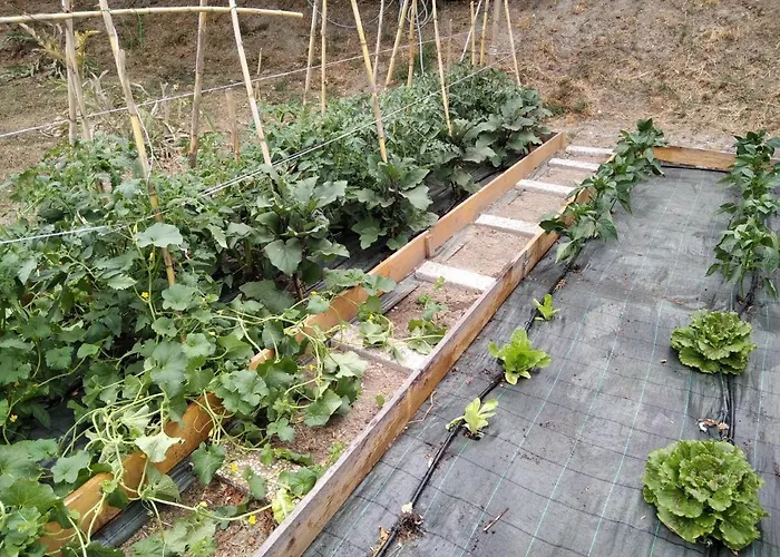 La Poderina * Cetona